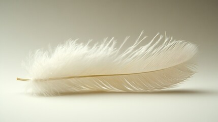 Delicate white feather on plain background