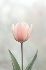 Naklejka premium single vibrant tulip stands gracefully against soft pastel backdrop gently illuminated by natural light epitomizing