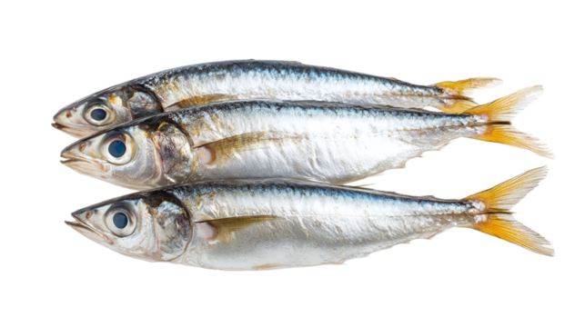 Sardine fish isolated, a fresh raw seafood item, ideal for Mediterranean diet, healthy nutrition, and seafood recipes.