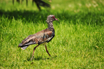 Wet tero walking on the grass, also called queltehue