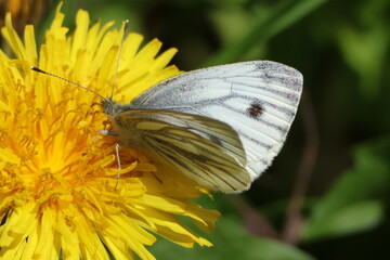 butterfly on a flower