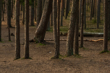 Obraz premium Trees shone by the evening sun in the forest