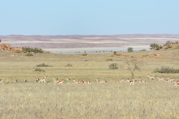 Sanddünen in der Namib zwischen Sesriem und Swakopmund nach der Regenzeit