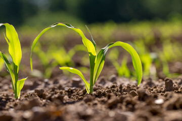 a monocultural field with fresh corn sprouts in fertile soil with fertilizers