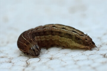 Closeup on a brown caterpillar of the Square-spot Rustic owlet moth, Xestia xanthographa