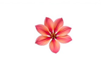 A single vibrant bloom, petals perfectly formed, isolated against a pure white backdrop, delicate, wallpaper