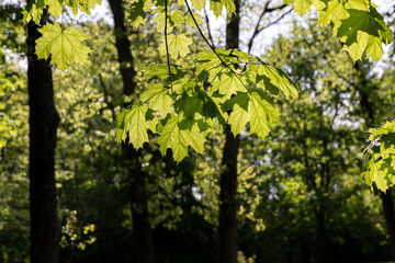 deciduous maple trees and other trees in the park in sunny weather, landscape
