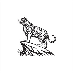 tiger on white background