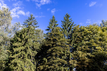 Fototapeta premium different types of deciduous trees in the park at the end of summer