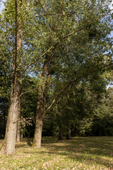 Fototapeta premium trunks of trees with green foliage in early autumn in sunny weather