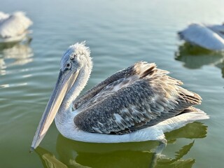 pelicans on the beach