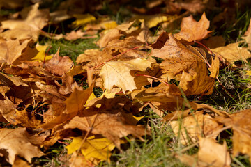 fallen yellowed maple leaves , sunny weather in the park