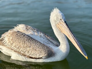 brown pelican on a beach
