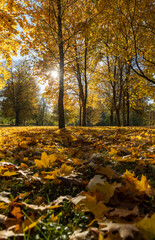the foliage of trees on the ground after leaf fall in sunny weather