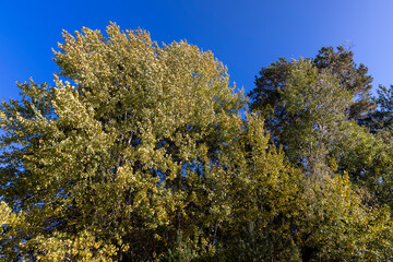the yellowing foliage of the linden tree in the forest