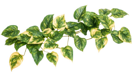 green leaves on white background