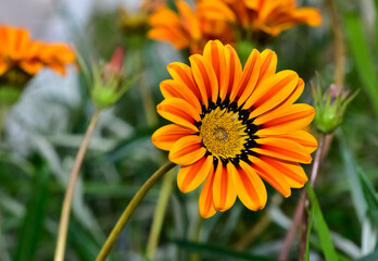 Photos of gazania flowers in various colors.