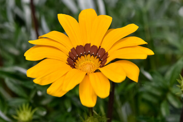 Photos of gazania flowers in various colors.