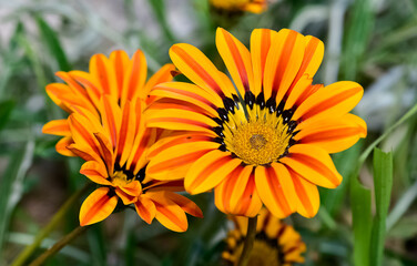 Photos of gazania flowers in various colors.