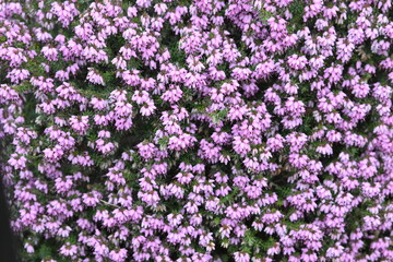 Obraz premium A close up of a purple flower bush with many flowers