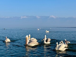 pelicans swim on the lake in greece