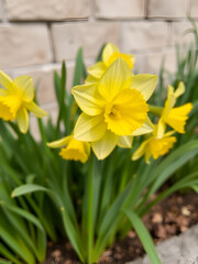 The spring cute yellow daffodils