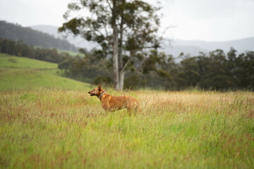 green meadows of lush green grass and trees