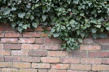 A brick wall with ivy growing on it