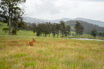 green meadows of lush green grass and trees