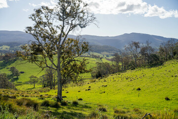 green meadows of lush green grass and trees