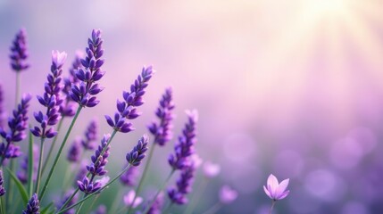 Fototapeta premium Serene Lavender Field at Sunrise Soft Focus, Pastel Hues, and Delicate Blooms