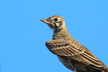 Drossellerche / Dusky lark / Pinarocorys nigricans