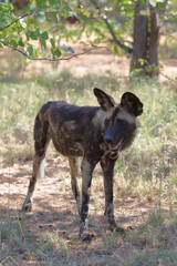 Schwarzfersenantilope / Impala / Aepyceros melampus
