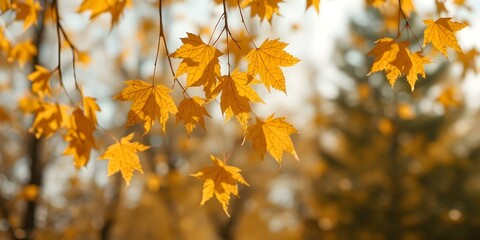Obraz premium Golden Autumn Leaves: Capture the golden light of fall with a close-up of maple leaves. Displaying vibrant warm hues, this image creates a sense of peacefulness and seasonal beauty.