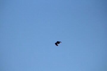 Majestic bird of prey common buzzard in a flight on a blue sky background. Common buzzard Buteo buteo