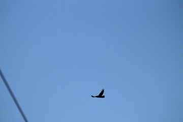 Majestic bird of prey common buzzard in a flight on a blue sky background. Common buzzard Buteo buteo