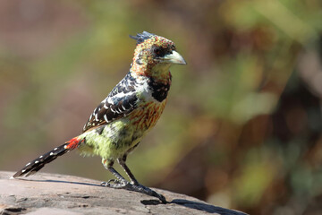 Haubenbartvogel oder Schwarzrücken-Bartvogel / Crested barbet / Trachyphonus vaillantii