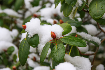 Rhododendron Flowers Covered in Snow Showcasing Nature's Beauty