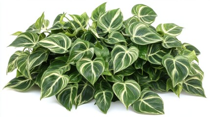 Obraz premium Lush green and white variegated Philodendron plant isolated on white background.