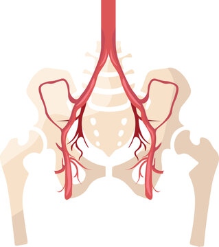 The common iliac artery is a major blood vessel that arises from the abdominal aorta and bifurcates into the internal and external iliac arteries supplying blood to the pelvis and lower limbs.