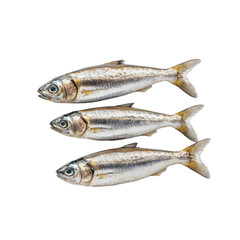 Naklejka premium Three silvery fish arranged neatly fresh seafood display