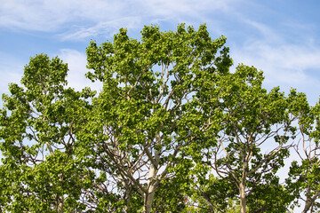 Top of tree near lake in Alaskas
