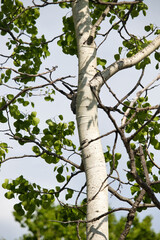 Birch tree with green leaves in Alaska