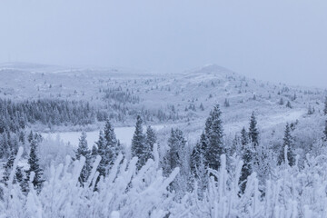 Frozen plants and trees on a white winter Alaskan day