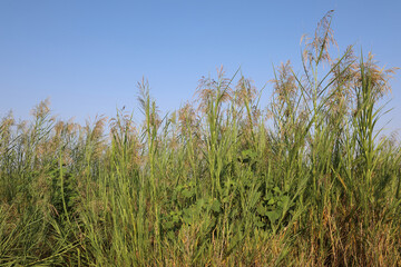 Schilfrohr / Common reed / Phragmites australis