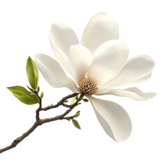 Obraz premium Serene Magnolia Blossom Abstract Art Peaceful Nature Beauty