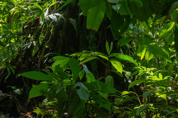 Tropical rainforest with green trees and plants