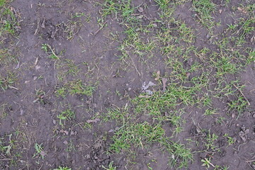 A patch of dirt with some grass growing on it