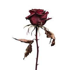 withered rose transparent background 