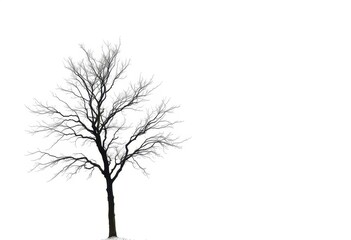Fototapeta premium Lone deciduous tree, stark branches against pure white, studio shot, minimalist